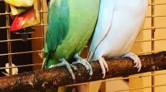 Koľko rokov má parrot náhrdelníka